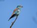 1-Rollier d’Europe | Coracias garrulus | European Roller